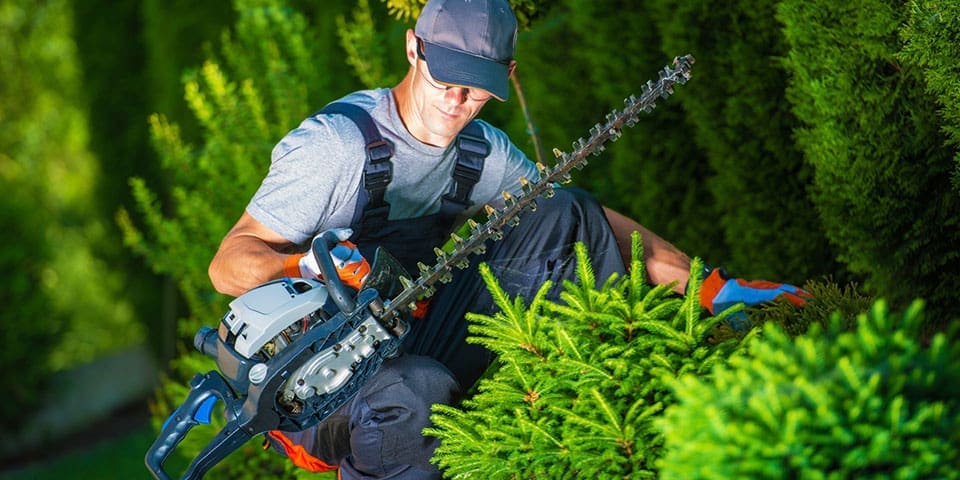 Trimming av hekk